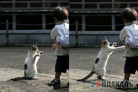КОШКИ и ХОЗЯЕВА, подбрка картинок