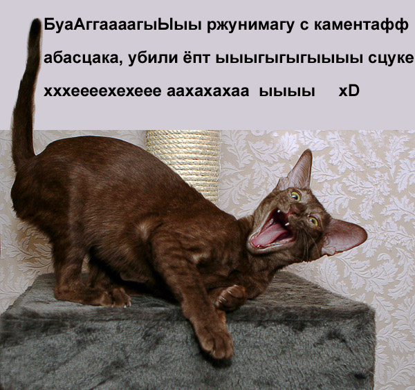 Коты, кошки, котята
