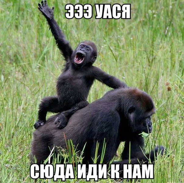 Мохнатые беспредельщики