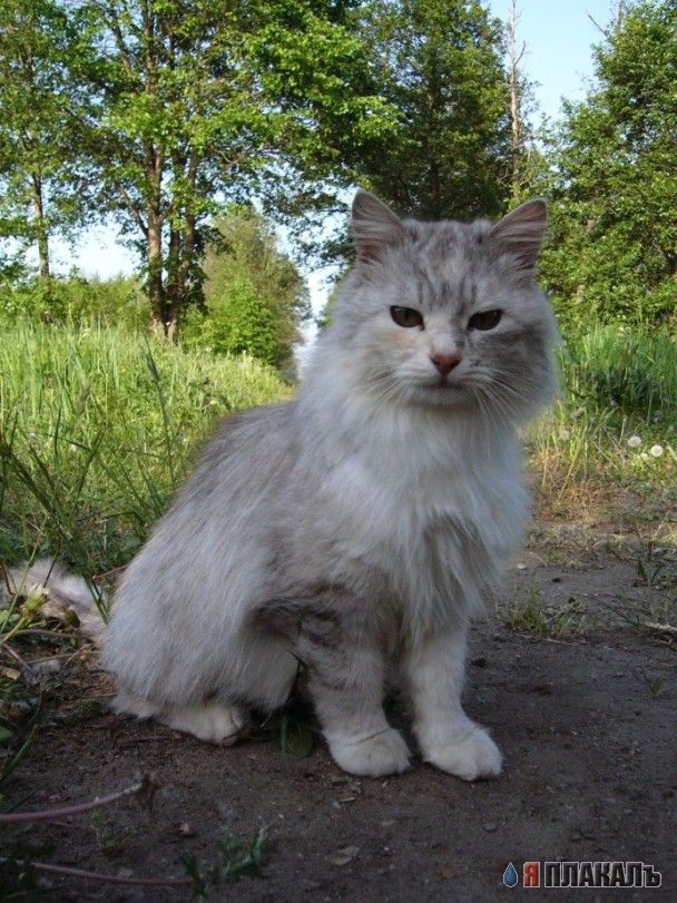 А вот и котовторник!