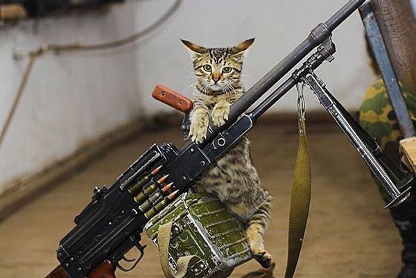 Мохнатые беспредельщики