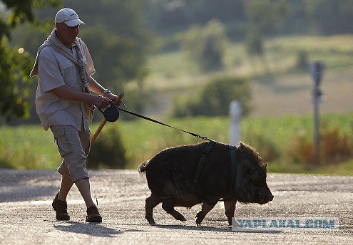 В России разрешили приходить на работу с собаками