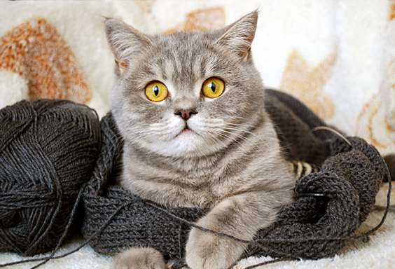 Котомет во вторник (11.12.2007)