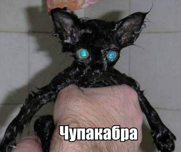 Прикольные животные