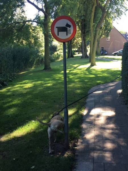 Картинки и приколы из сети