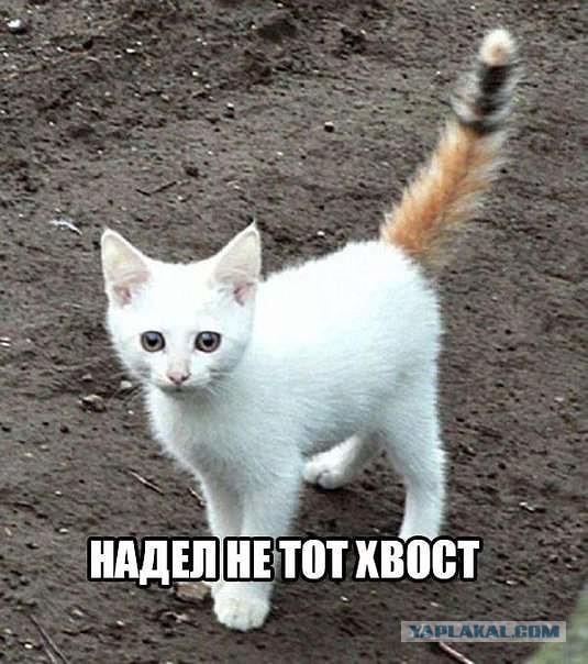 Немного картинок и гифок для пятничного настроения.