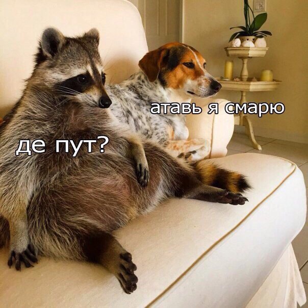 Самые смешные животные