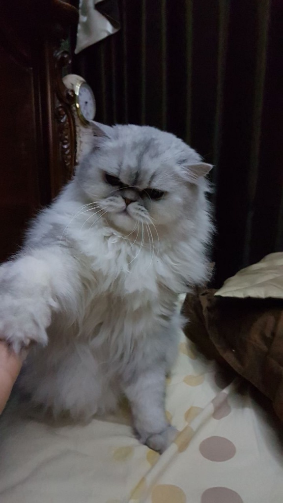 Коты и Кошки