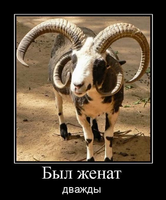 Подборка забавных животных