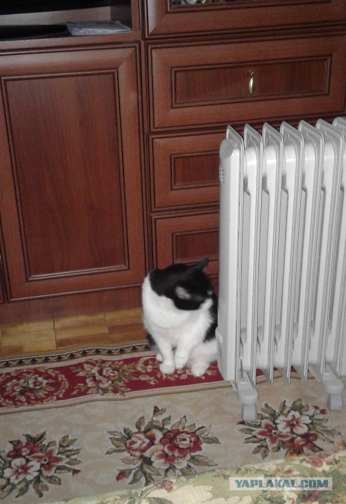 Котовторник 20.06.2017