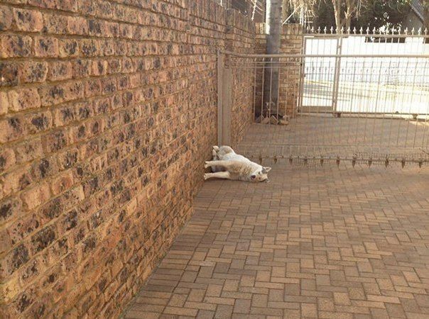 Приколы в стиле "регресс"