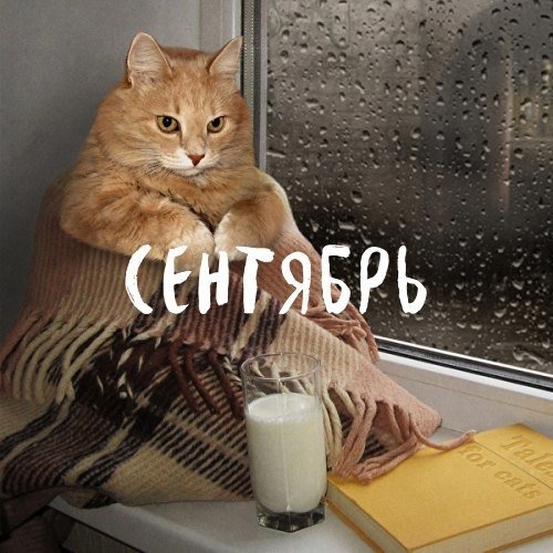 Осеннему котовторнику быть!