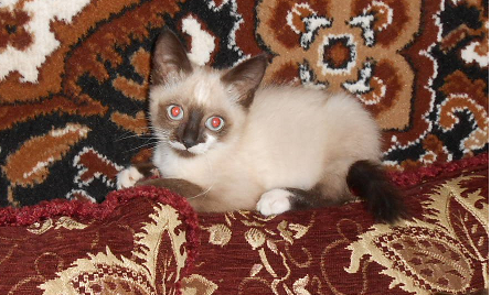 Котовторник  05.12.2017