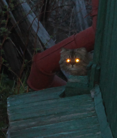 Котовторник 05.06.2018
