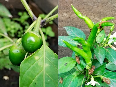 Маринованный сладкий перец с халапеньо