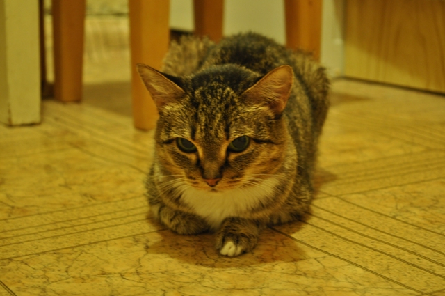 Котовторник!