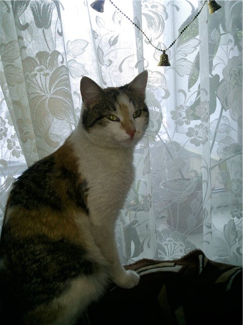 Котовторник в "КотоГетто"