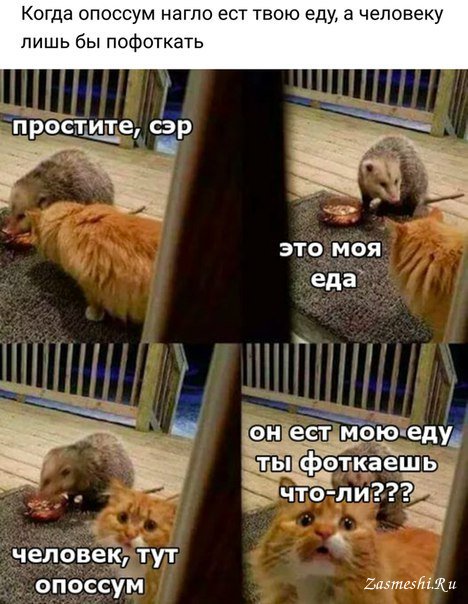 6 наиболее распространенных типов котов-попрошаек