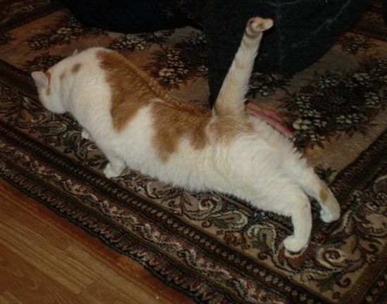 Котовторник!
