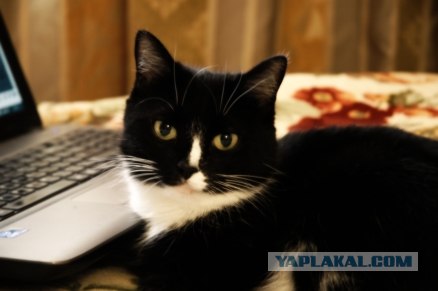 Котовторник 20.12.2011