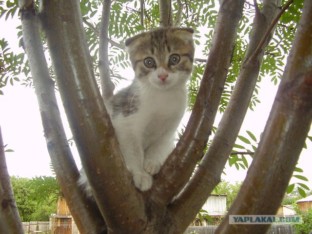 Первый КОТОВТОРНИК 2012
