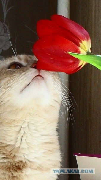 Котовторник 17 января