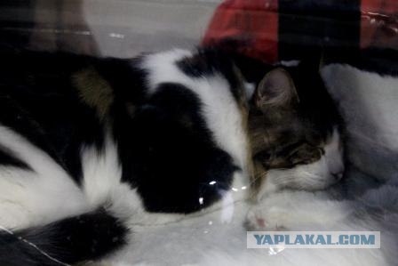 Котовторник 27.03.2012