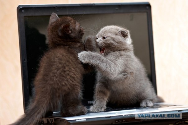 Котовторник 31.07.2012 г.