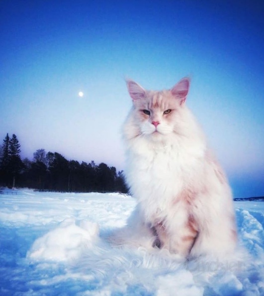 Прикольных котов пост