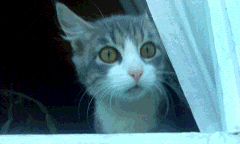 Че уставился? Давай мой