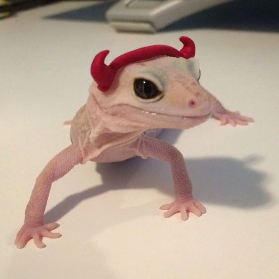 Живность из сети