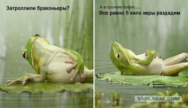 Конкурс на лучшую фотожабу против браконьеров.