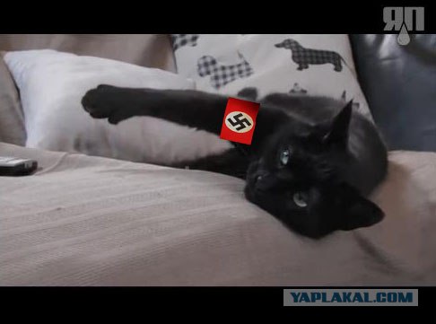 Кот показывает Thumbs Up