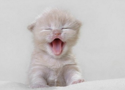 Котэ попрошайкэ