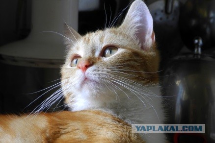 Даешь котовторник!