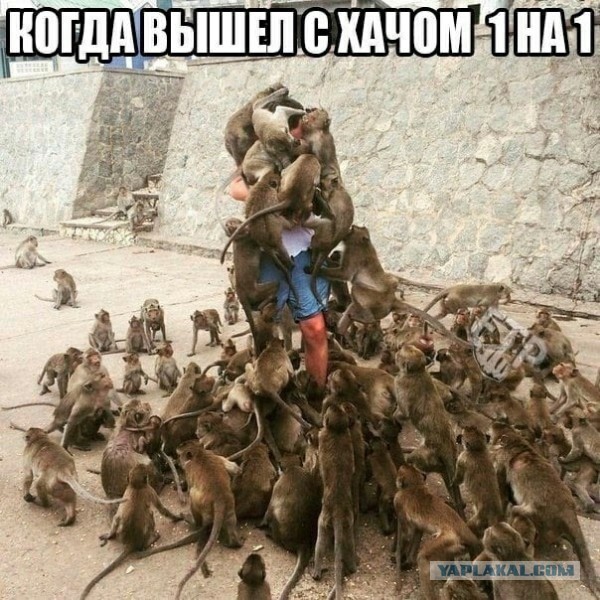 Панорама опять предсказала будущее