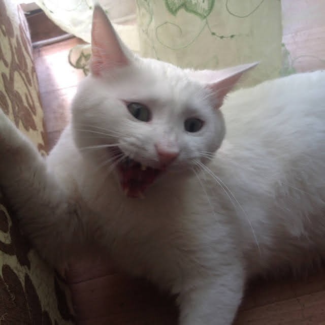 О котах