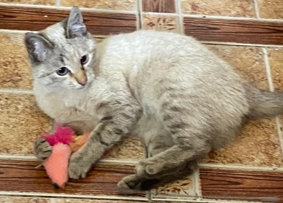 Котовторник.