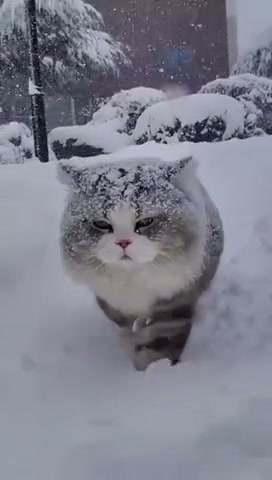 Когда не любишь зиму