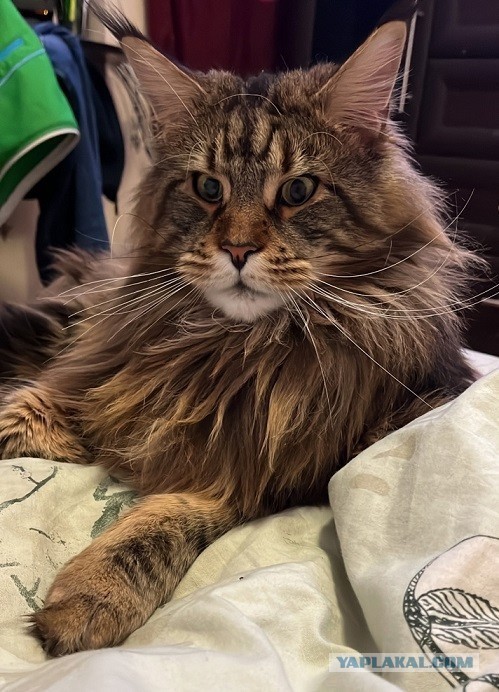 Не подачка, а честно побеждённая добыча.