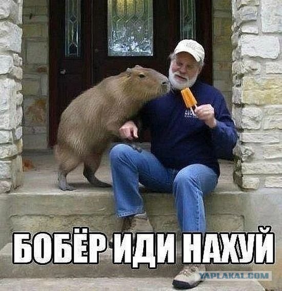 Знакомьтесь - капибары