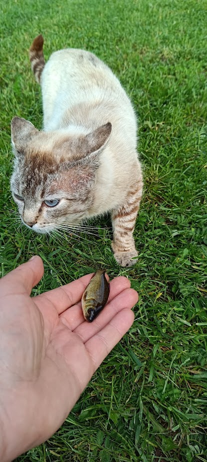 Котовторник в картинках