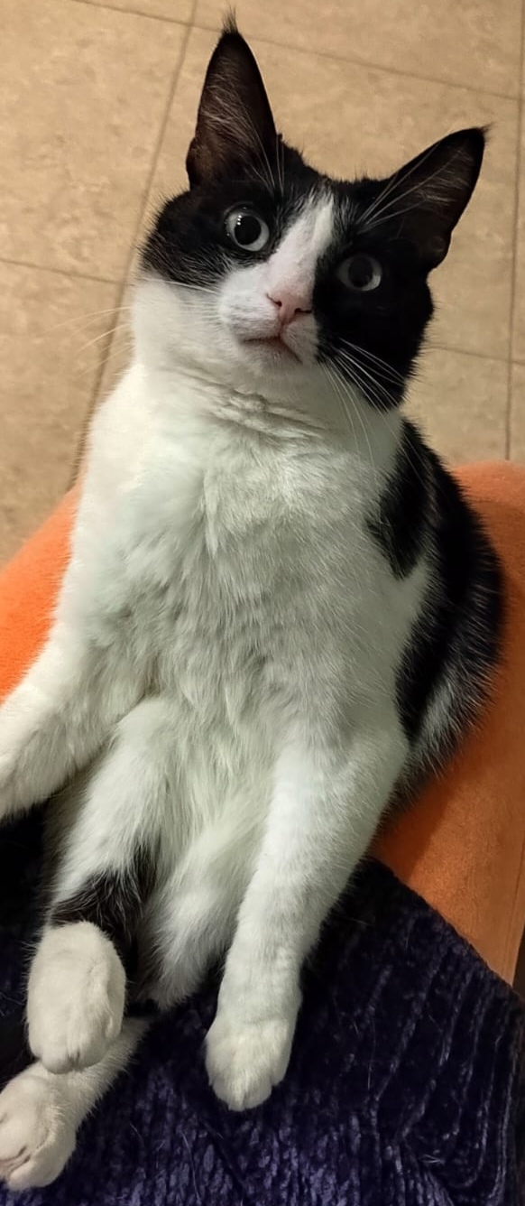 Нефотогеничный кот