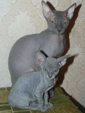 Ликбез по кошачьим породам.