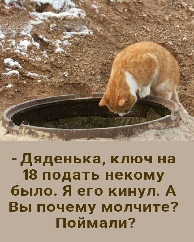 К котовторнику: подборка картинок-баянов с котиками и про котиков. Выпуск 28.