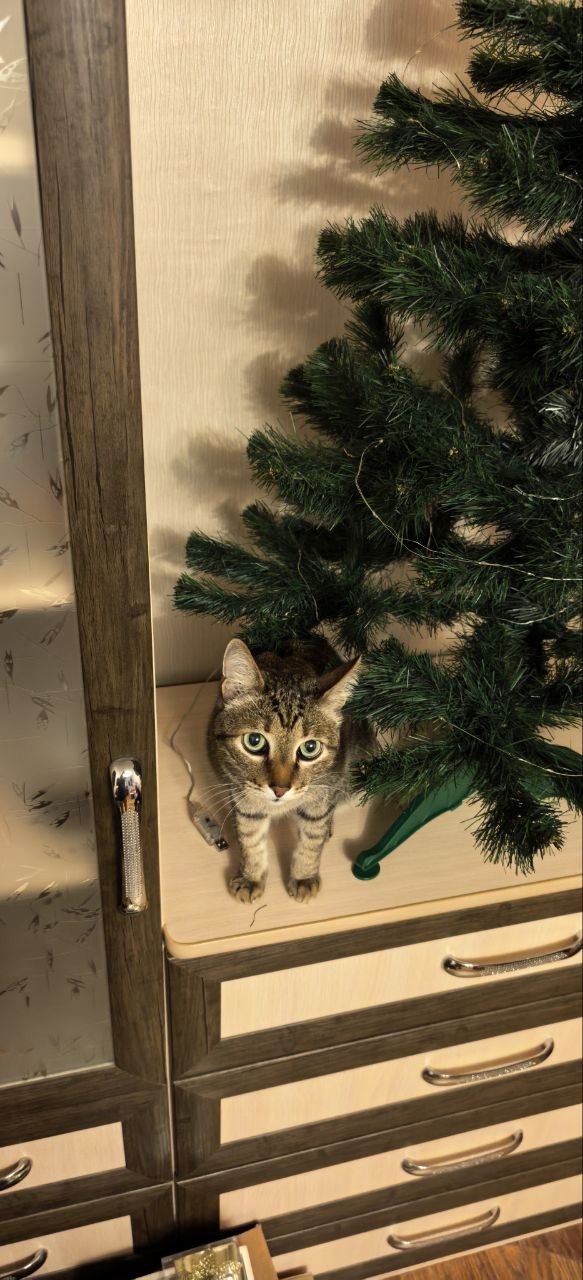 Наши коты