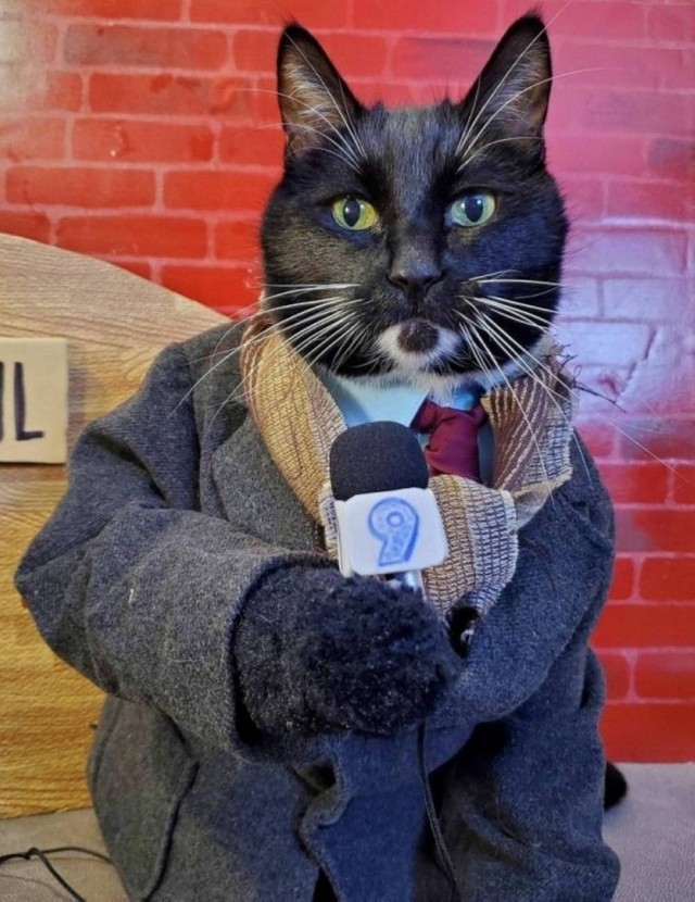 К котовторнику: подборка картинок-баянов с котиками и про котиков. Выпуск 37.