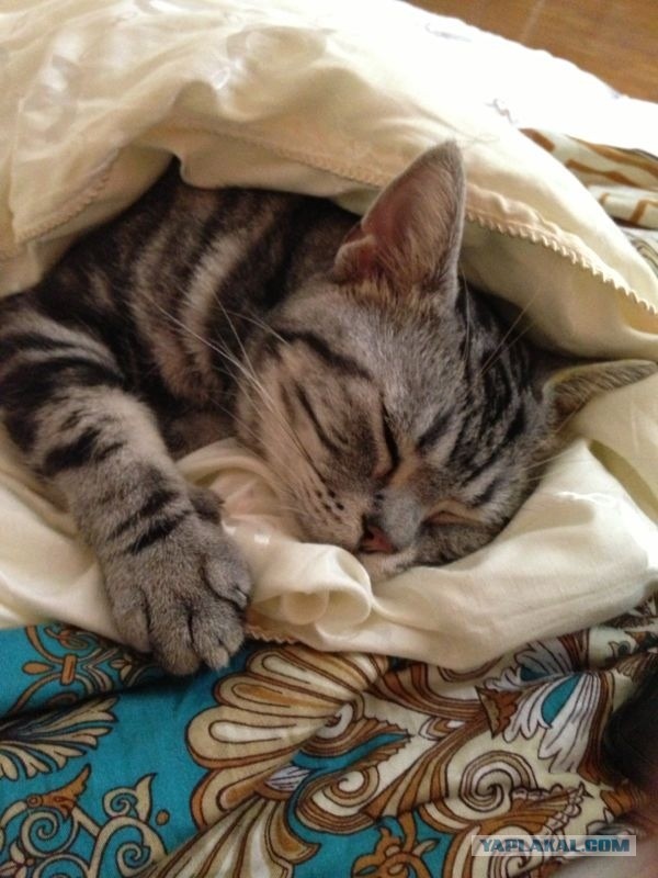 Котовторник  30.07.2013