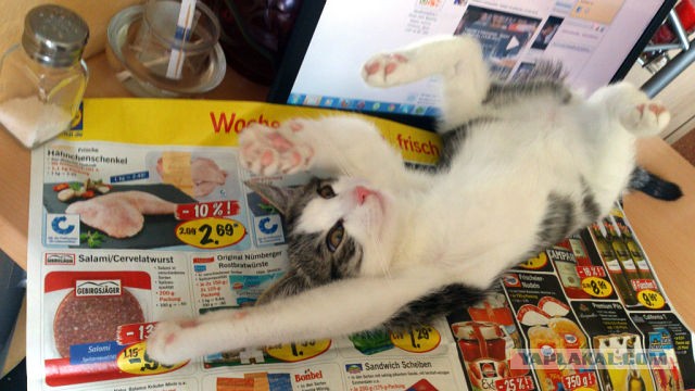 Коты и время