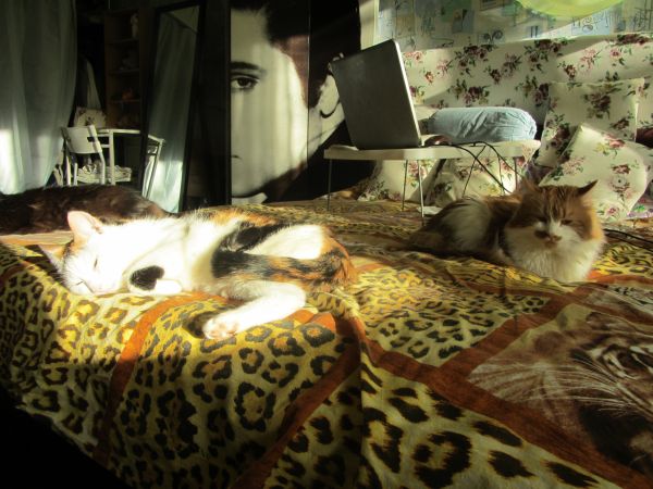 Котовторник 29.10.2013